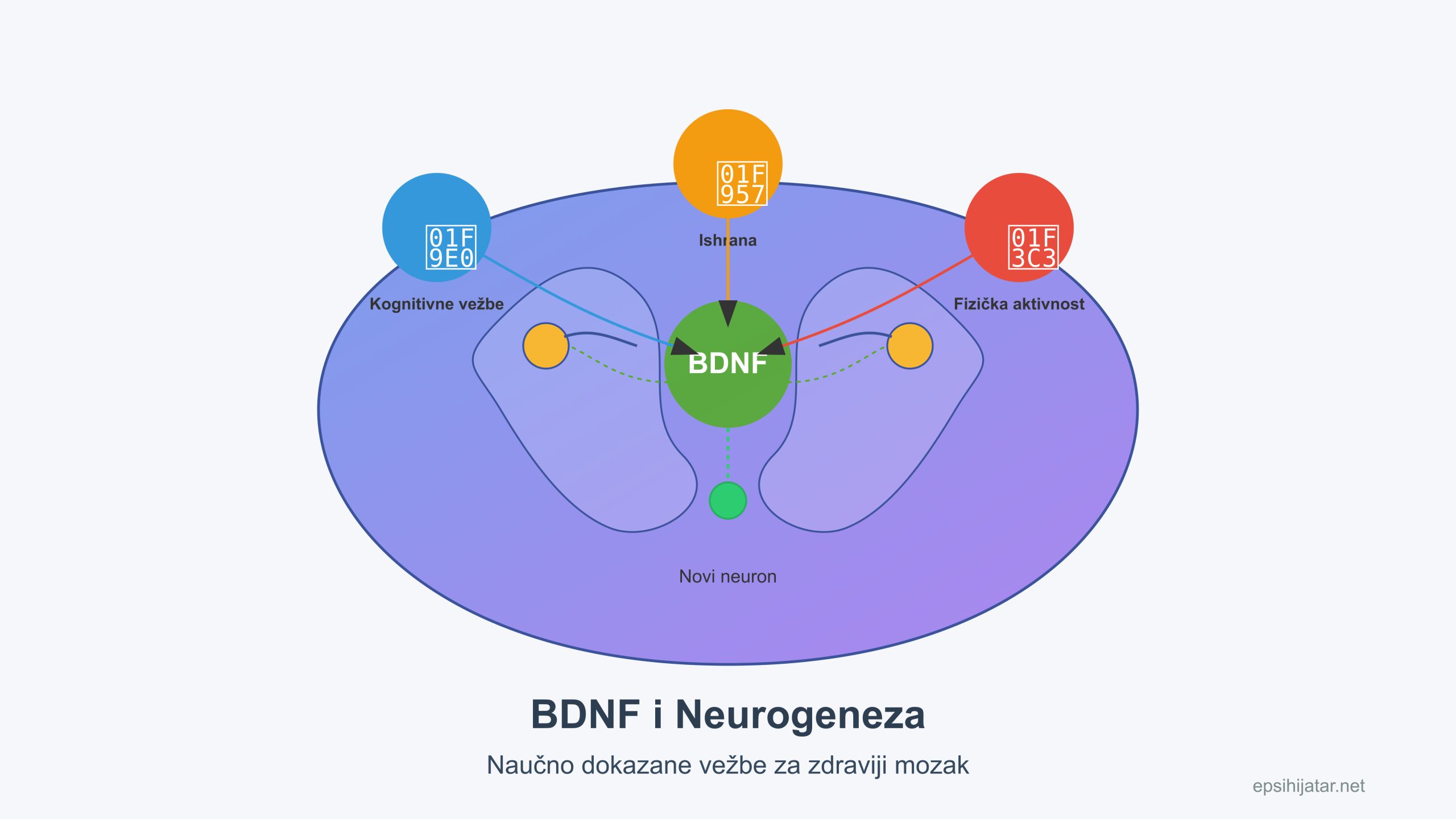 BDNF i Neurogeneza: Naučno dokazane vežbe za zdraviji mozak
